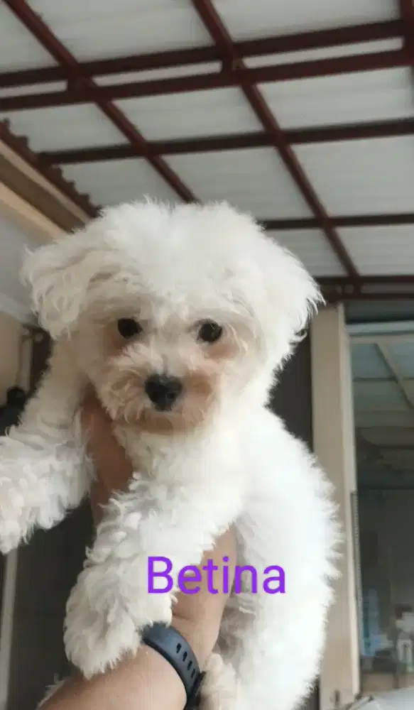 Mini Bichon Frise Puppy ( anti alergi dog )
