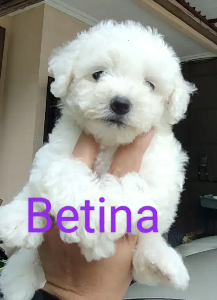 Mini Bichon Frise Puppy ( anti alergi dog )