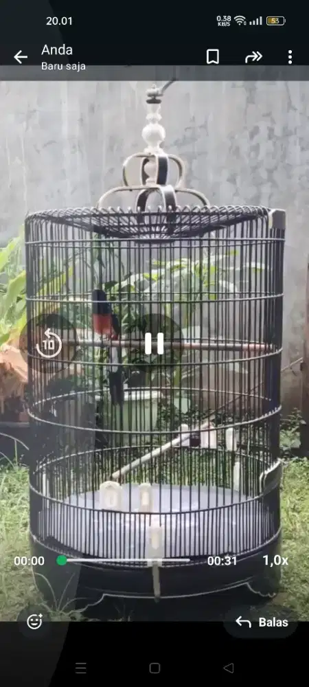 D jual murai ekor 19 full set 2.5 juta ada video ada tompel putihnya