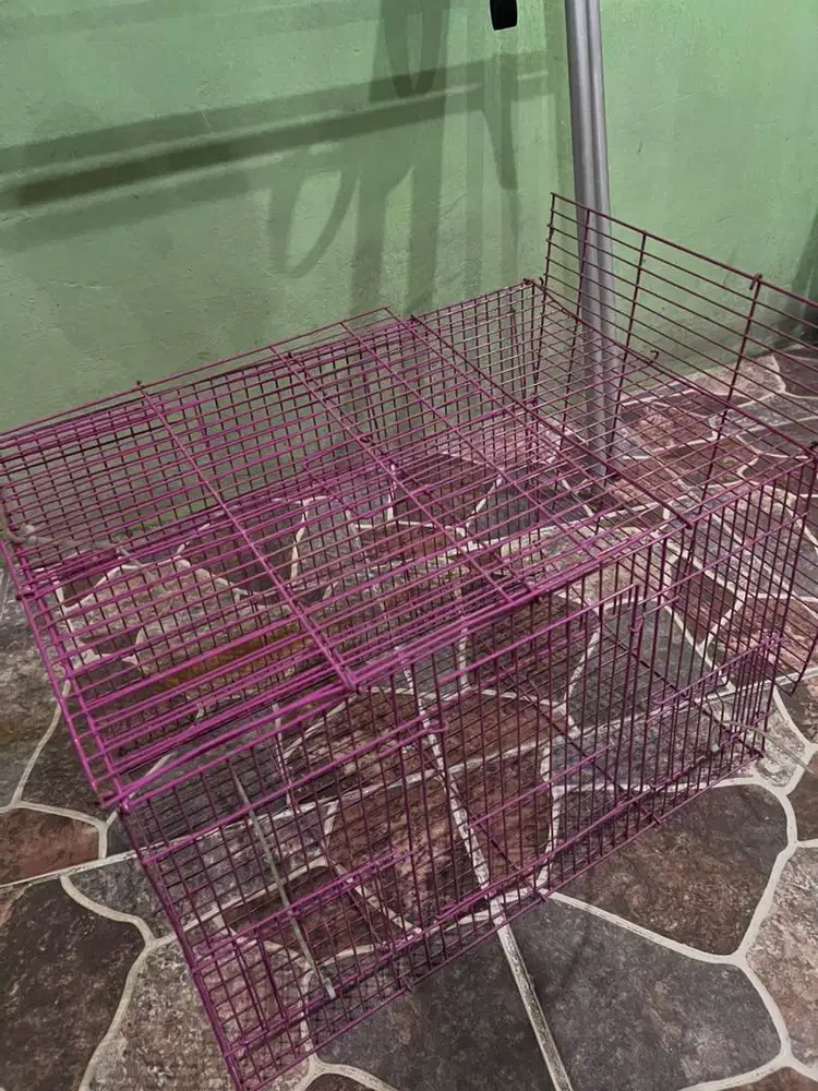 Kandang kucing sedang