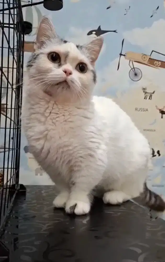 Kucing gaelic straight munchkin betina