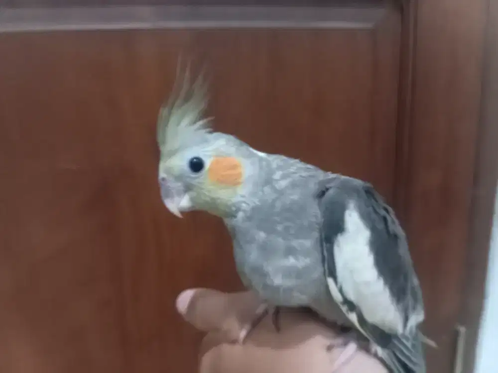 Falk parkit australi kualitas kaytee