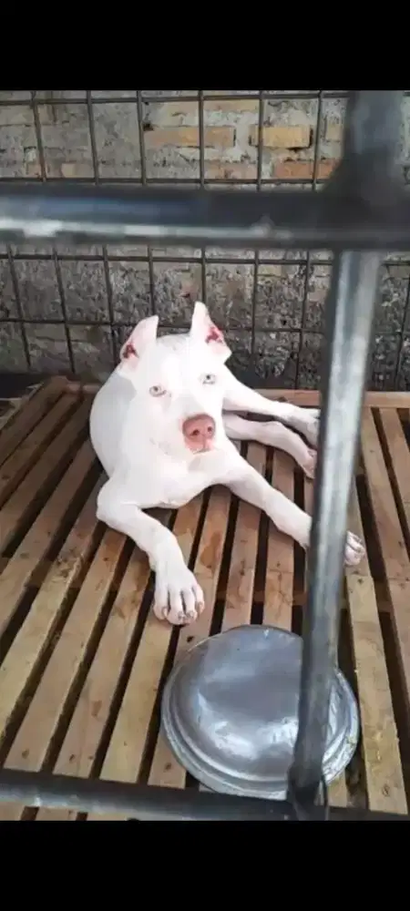 american pitbull full white
