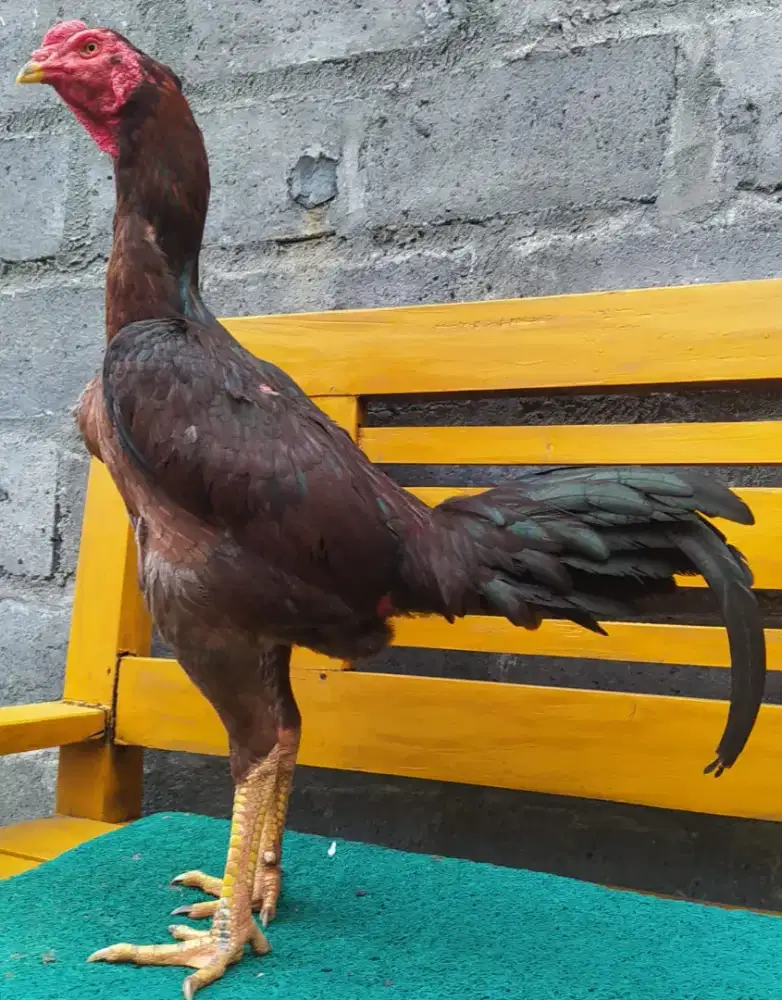 Ayam Bangkok Bulbi ( Khoyngon )