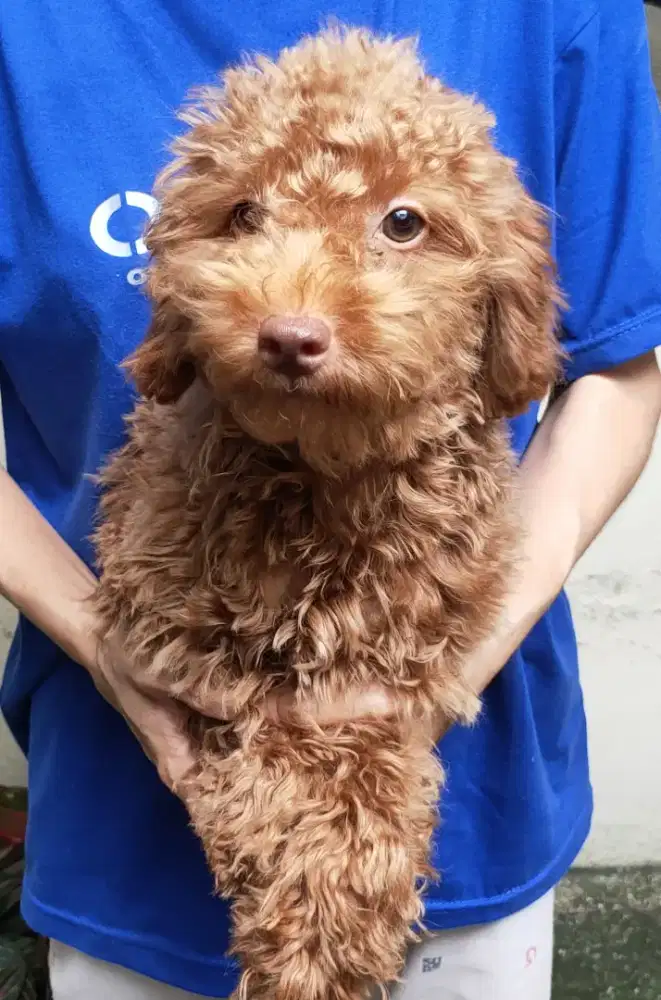 DI JUAL MURAH RED TOY POODLE JANTAN STAMBUM VAKSIN KUALITAS BAGUS
