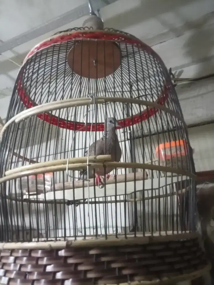 Tekukur kuk 3 paten lokal alam