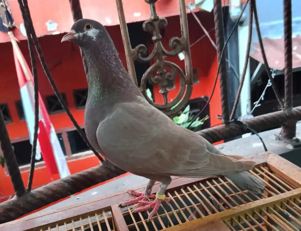 Burung dara merpati kolong ring klip halilintar pkl