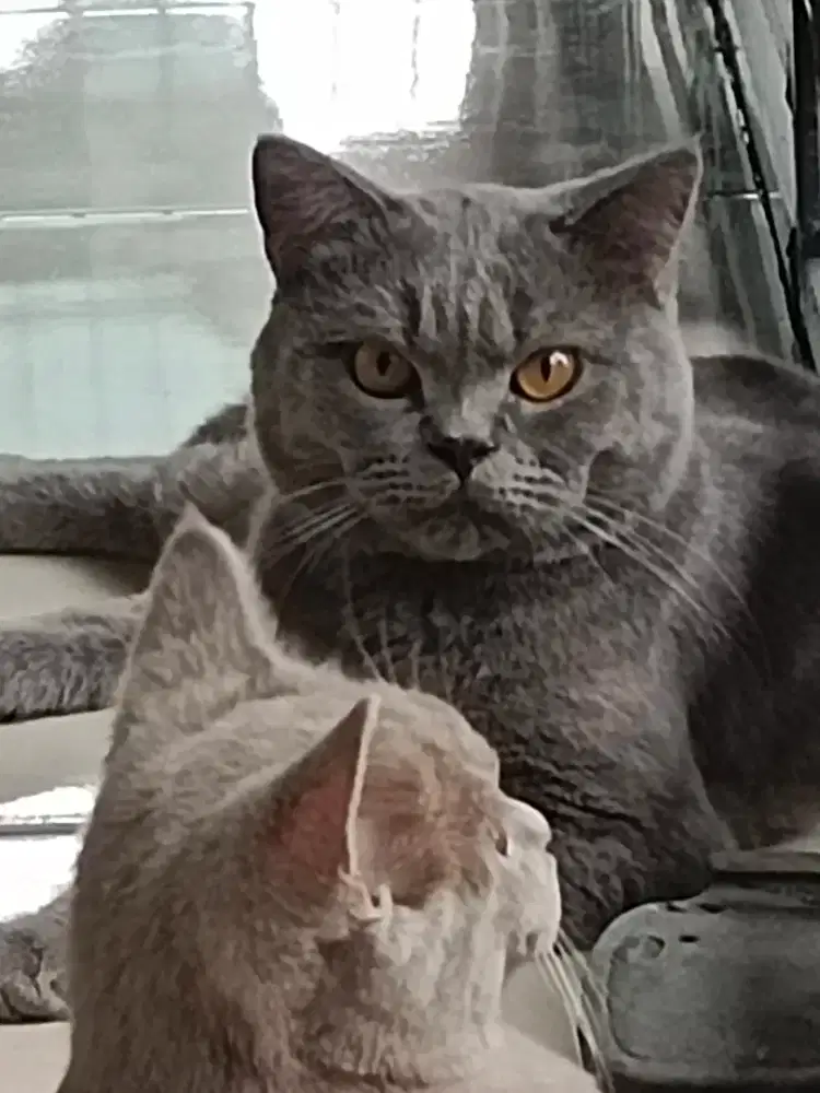 Kucing British short hair jantan