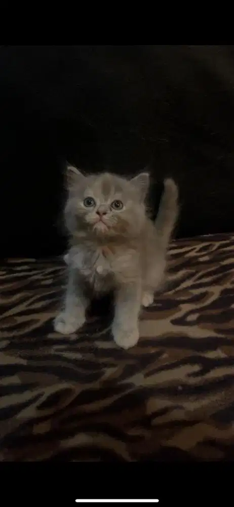 persia 2 bulan betina