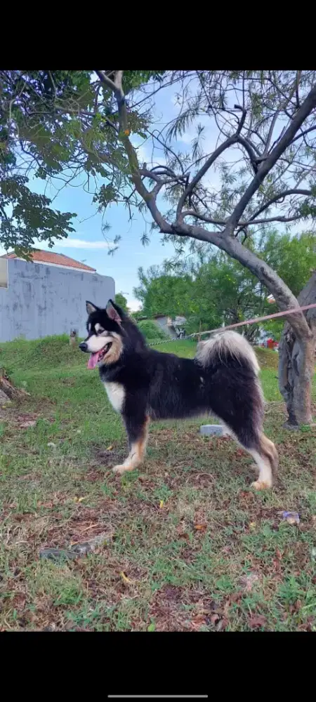 Open adopt alaskan malamute