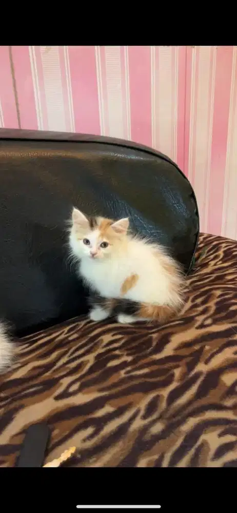 persia betina 2 bulan