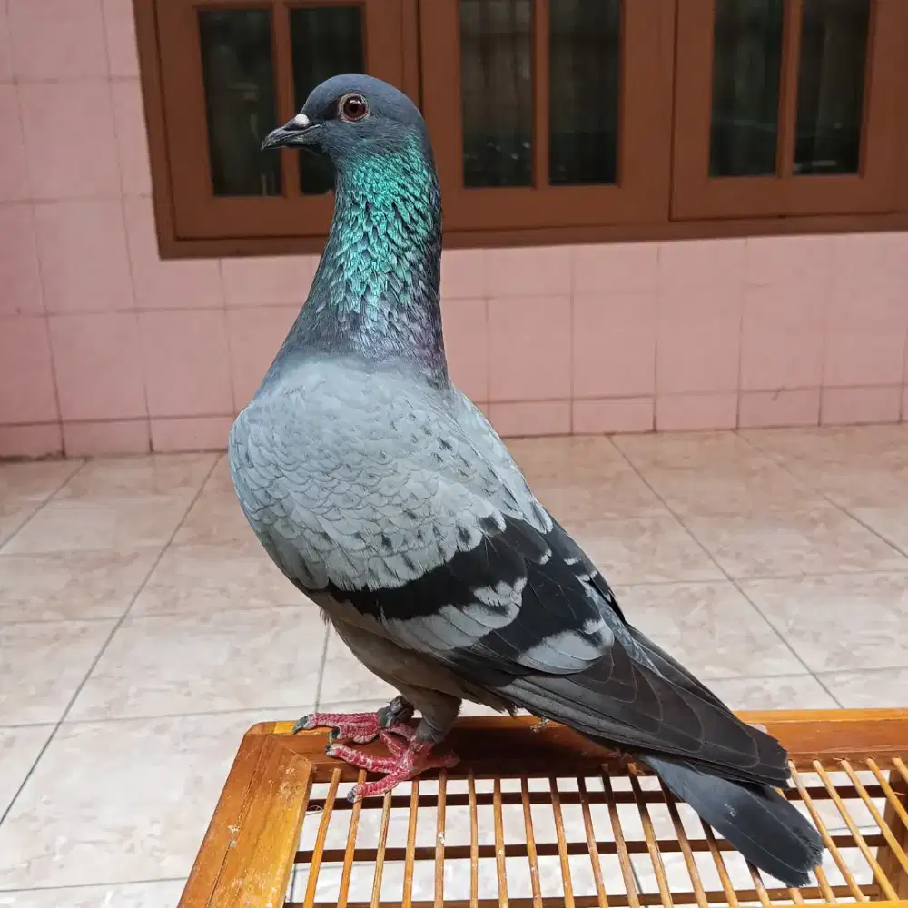 burung dara merpati kolong player