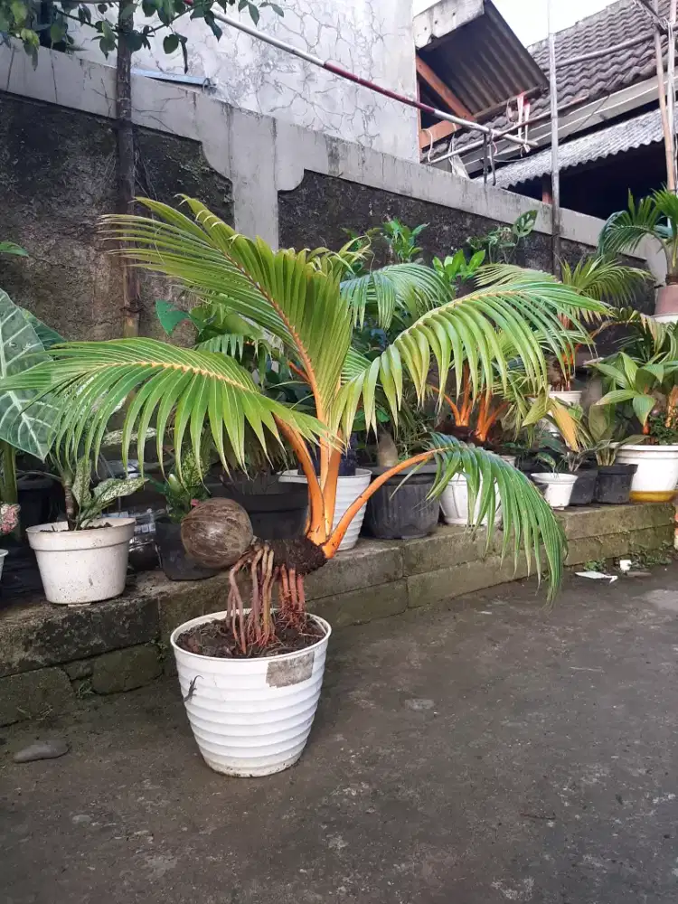 BONSAI KELAPA GADING