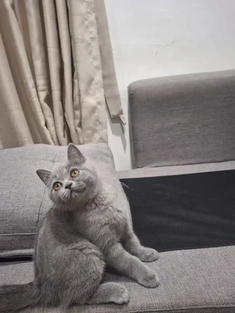 Britsh Short Hair BSH