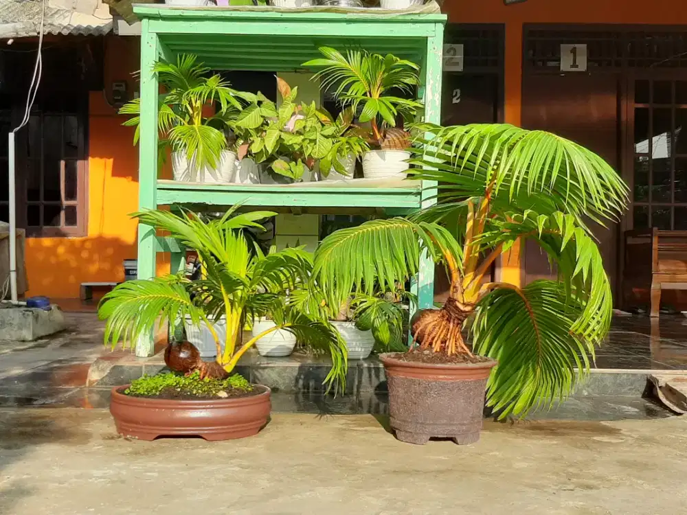 BONSAI KELAPA GADING BABON