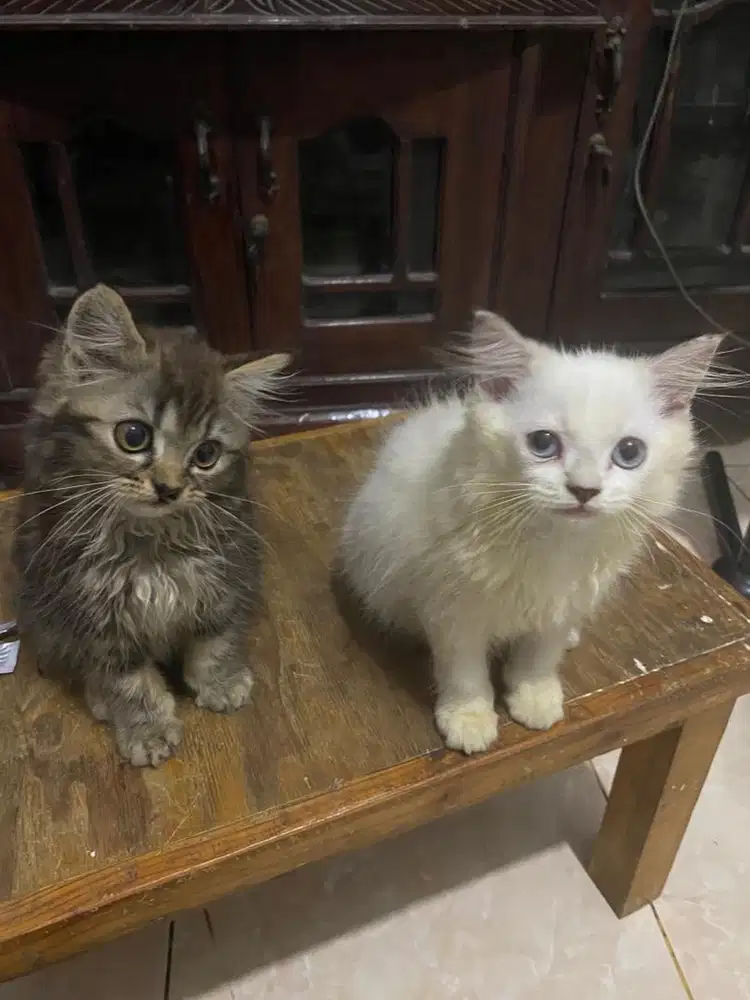 Kitten persia medium 500k/ekor