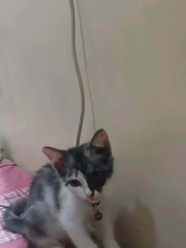 Kitten Persia Mixdom