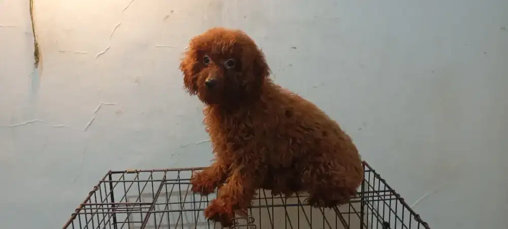 Toy poodle betina