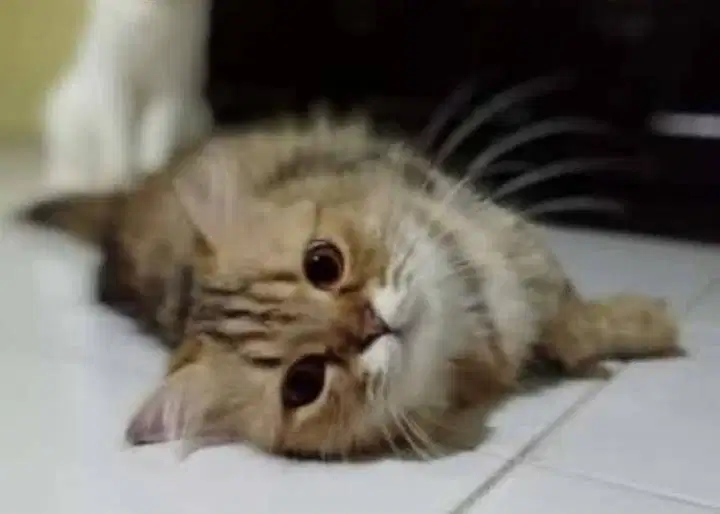 Indukan Persia (ibu persia medium+bpk persia bigbone) jogja