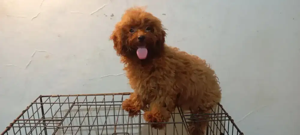 Toy poodle betina kaki sangat pendek sekali