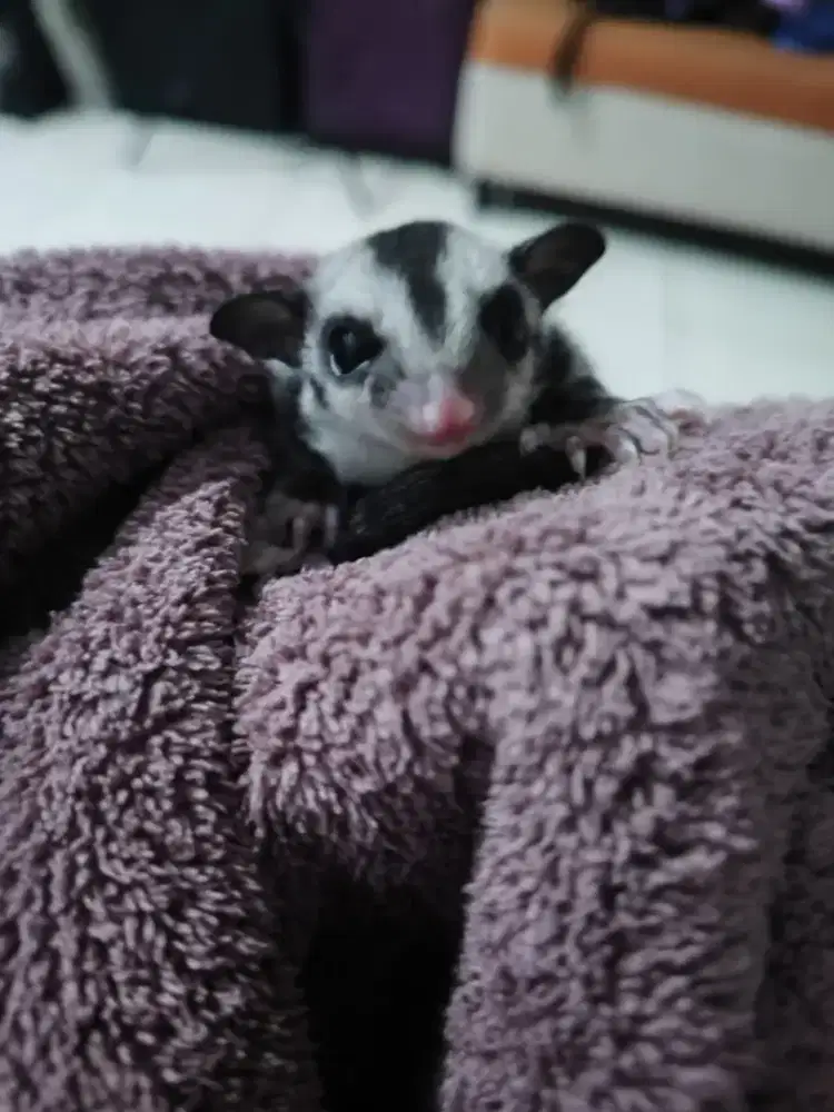 SUGAR GLIDER JENIS CG JANTAN. INDUKAN MOZAIK DAN CREMINO