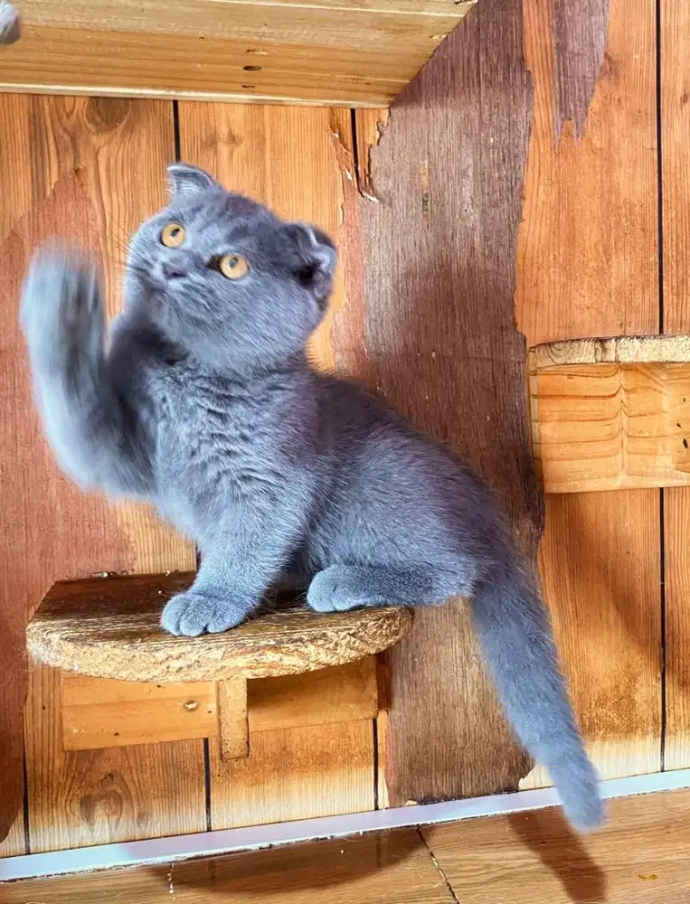 Kucing kitten scottish fold bsh