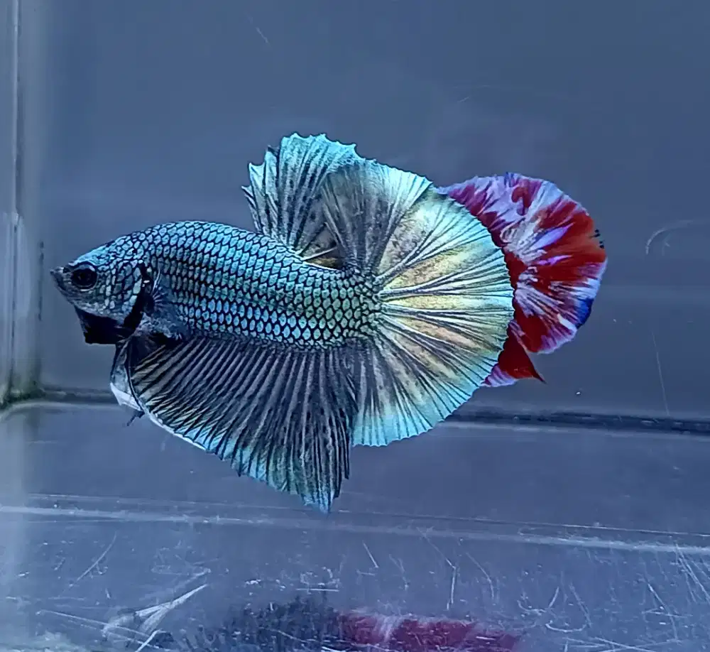 ikan cupang coper ekor cantik