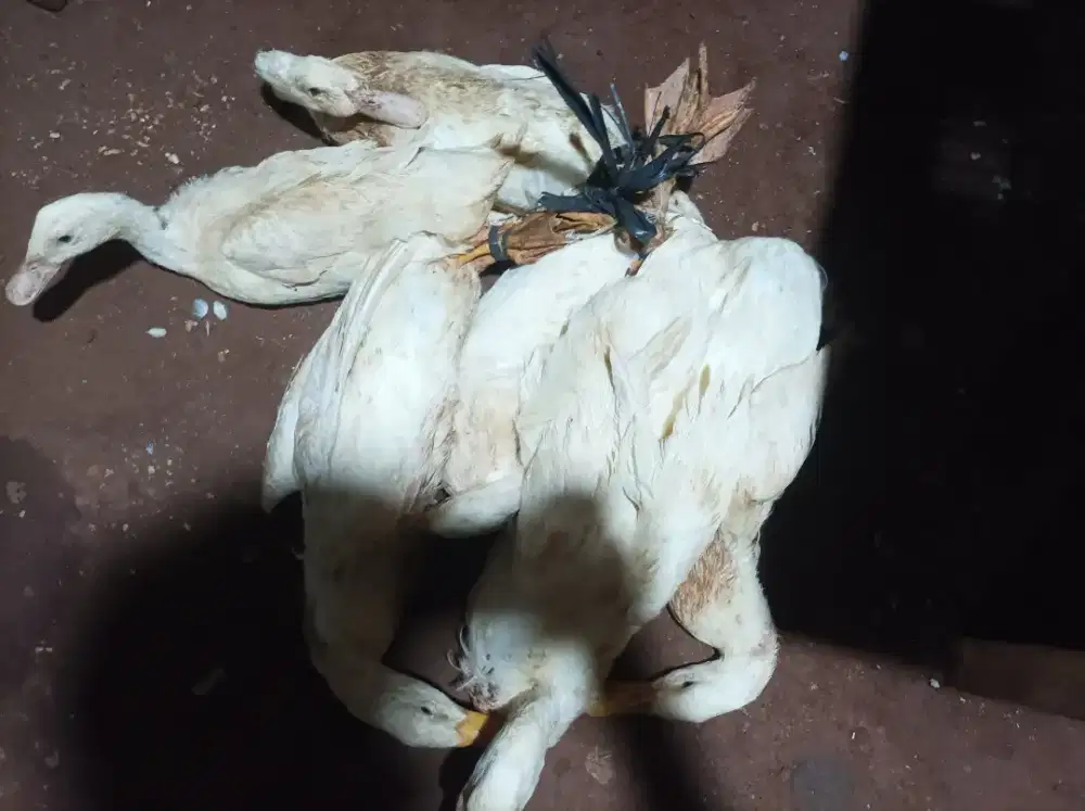 Bebek Peking satu nya 75