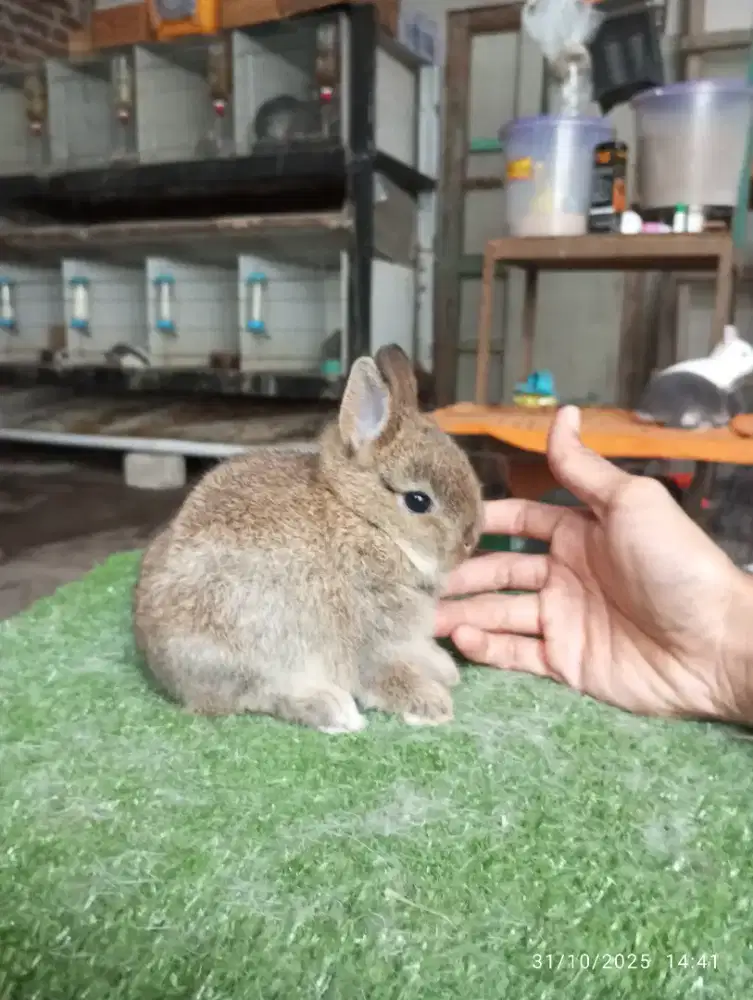 Kelinci hias jenis mini netherland dwarf
