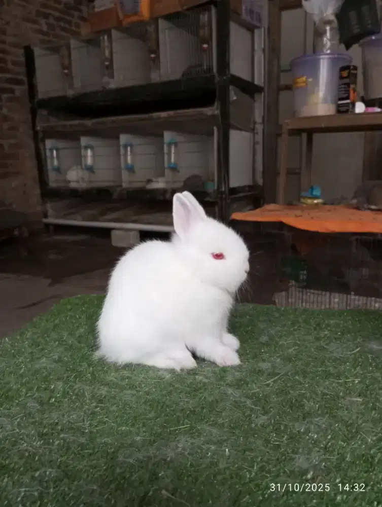 Kelinci hias jenis mini netherland dwarf