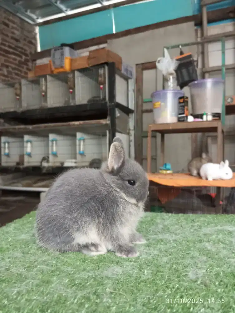 Kelinci hias jenis mini netherland dwarf