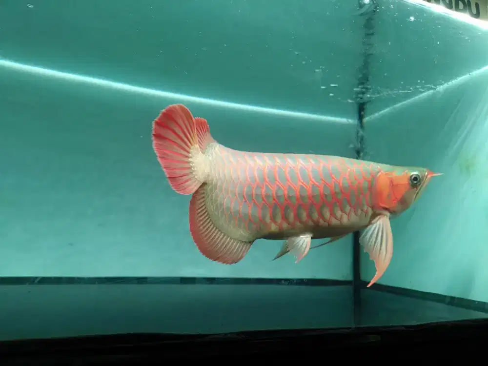 Ikan dayung kupu kupu red arowana sepauk