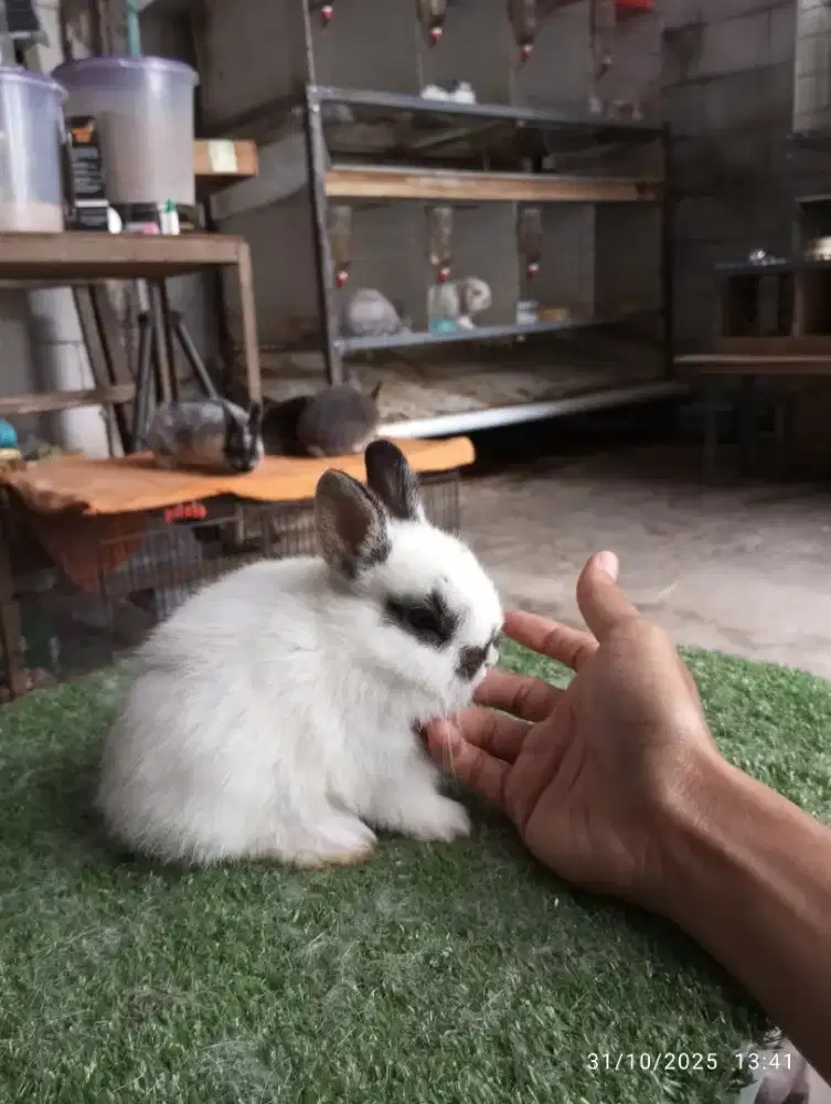 Kelinci hias jenis mini netherland dwarf