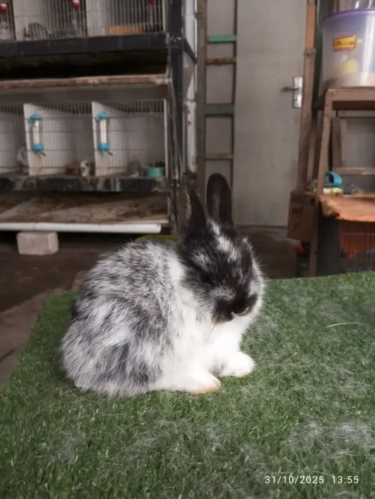 Kelinci hias jenis mini netherland dwarf