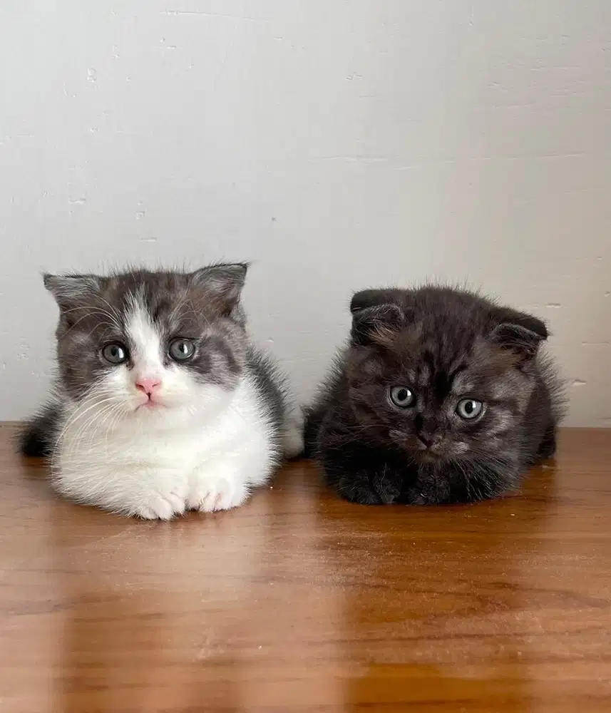 Kucing Munchkin Fold siap kirim area jawa dan bali