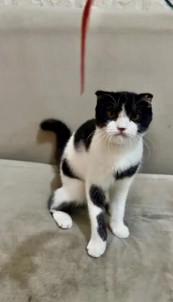 Scottish Fold Gaelic