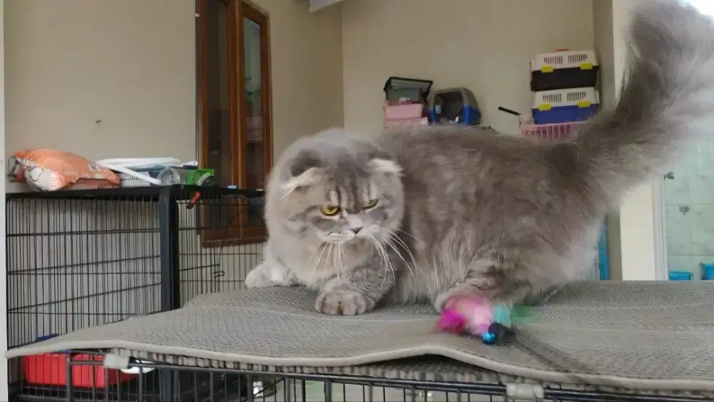 Pacak kucing Munchkin gaelic fold/ BSH/ scottish fold