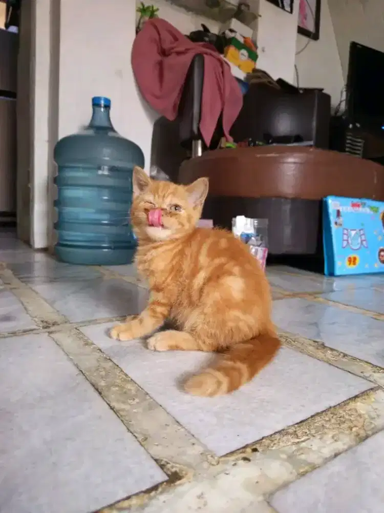 Kucing exotic shorthair