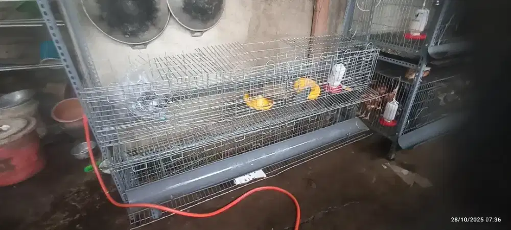 Kandang layer baterai 10 ekor