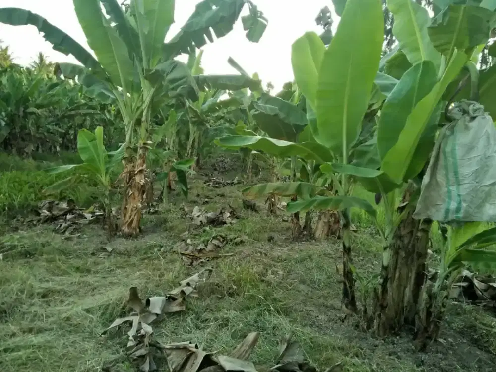 Dicari pekerja kebun pisang