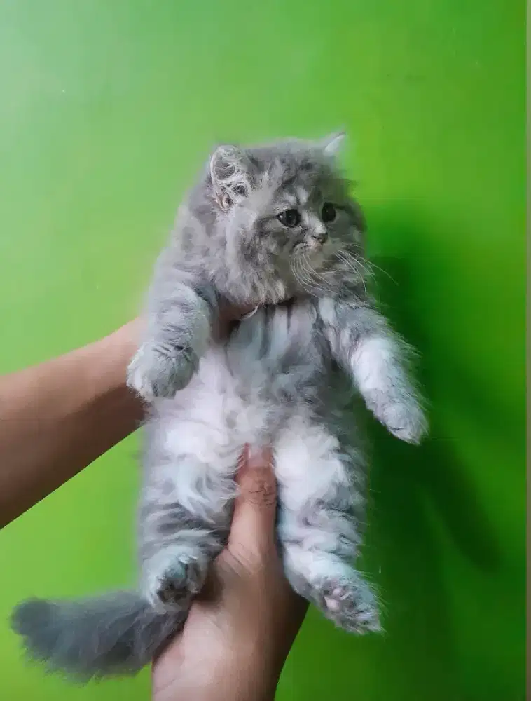 kucing persia kitten persia lucu