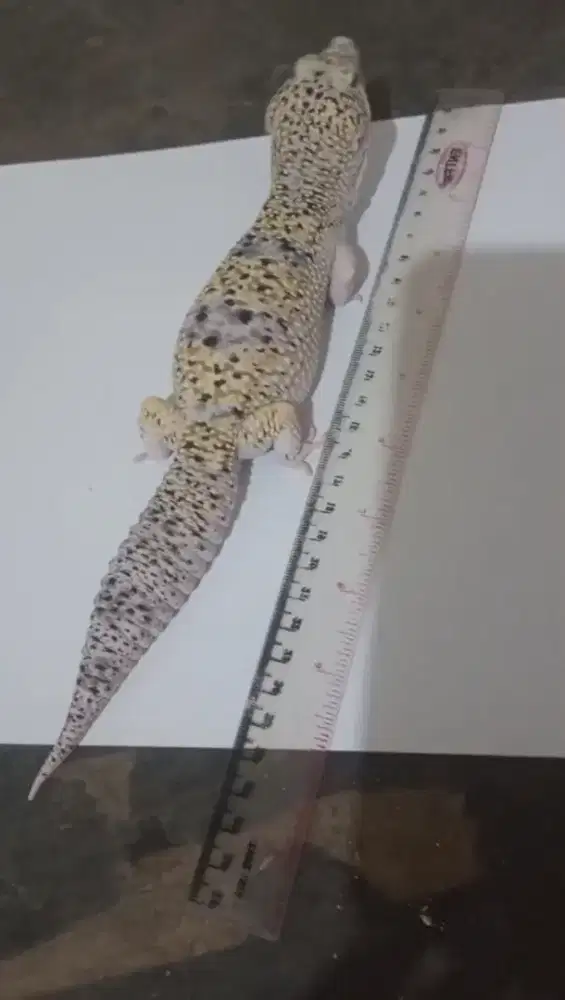Gecko Jumbo Jumbo