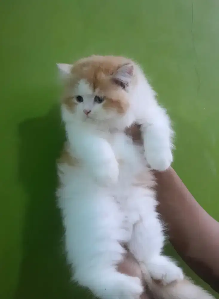 kucing persia #kittenpersialucu