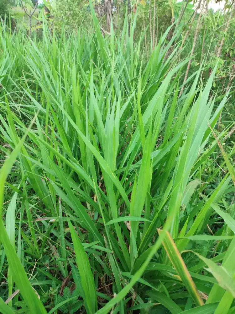 Stek rumput odot pandan
