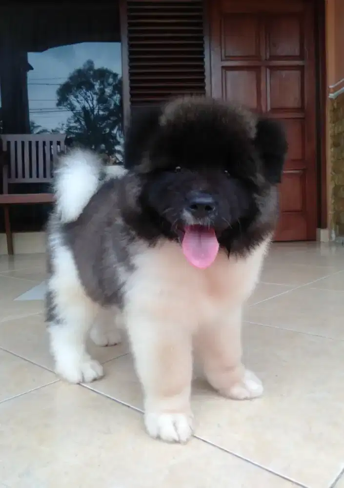 American Akita warna unik