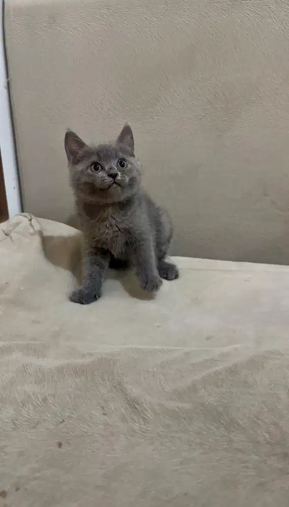 British shorthair BSH