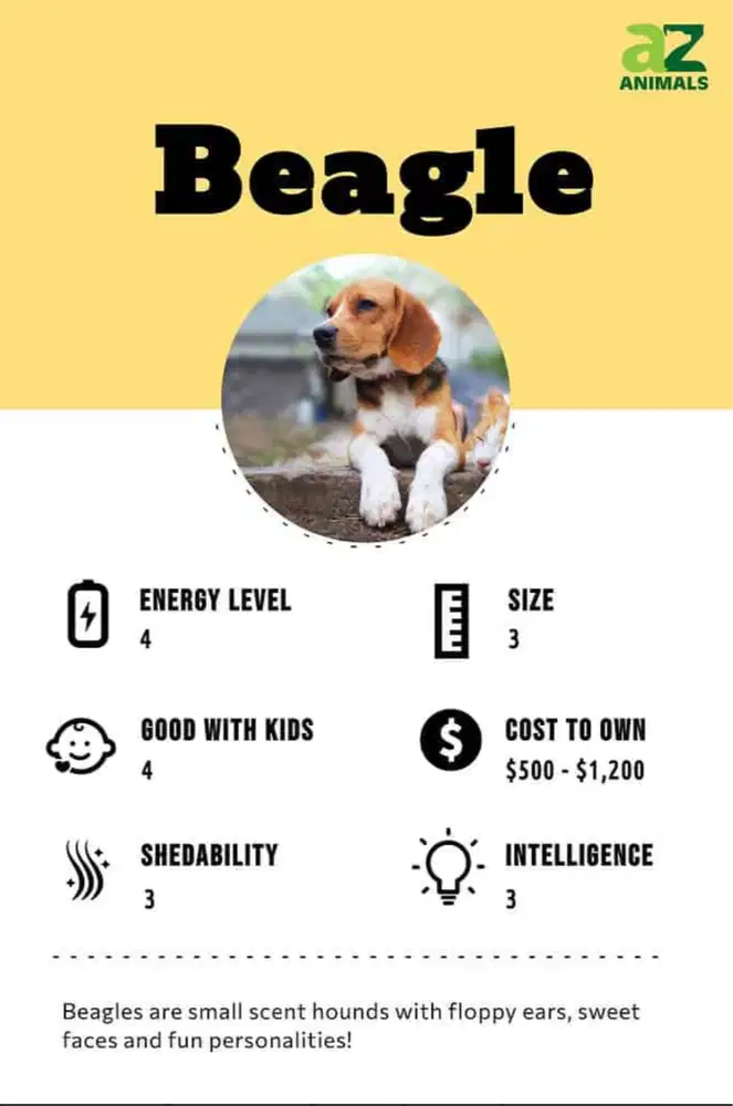 Anjing Beagle asli (tidak campuran)