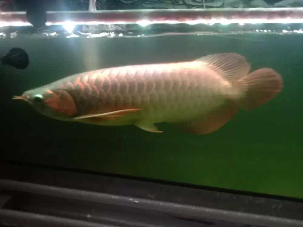 Arwana Super Red Bluebase Butterfly Spek kwalitas size -+45cm