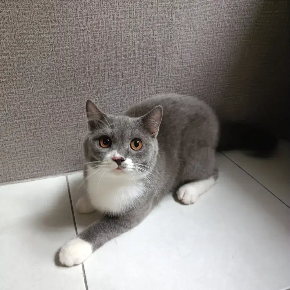 Du jual Kucing BSH 4 ekor