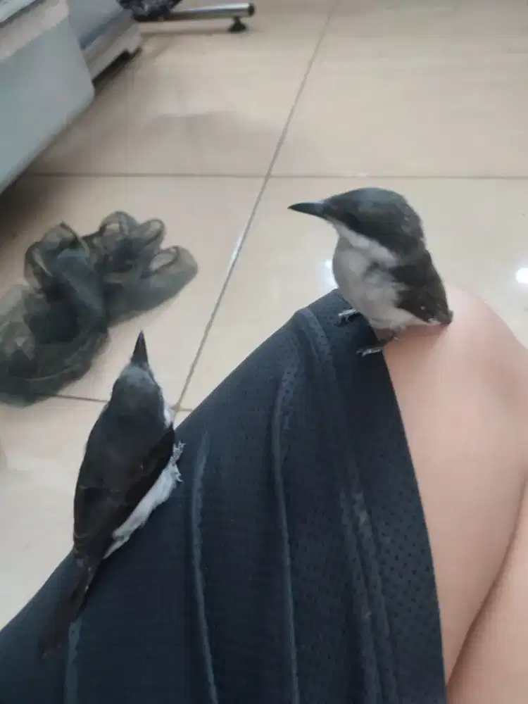 Jinjing batu sdh bunyi, jinak 2 pasang